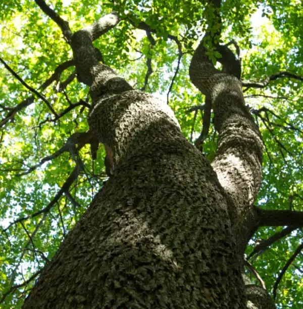 tree bottom view